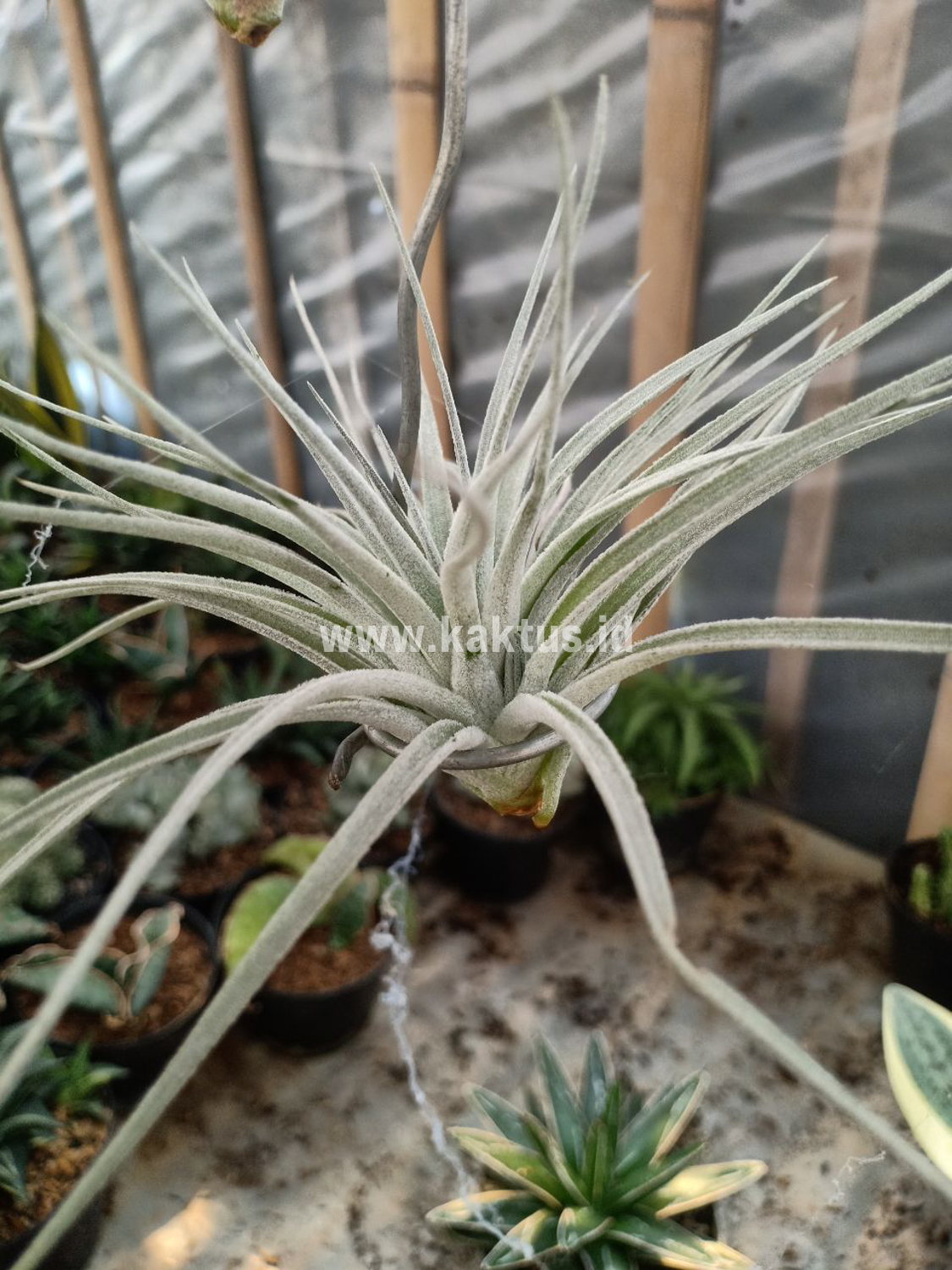 886. Tillandsia Ultriculata - Image 8