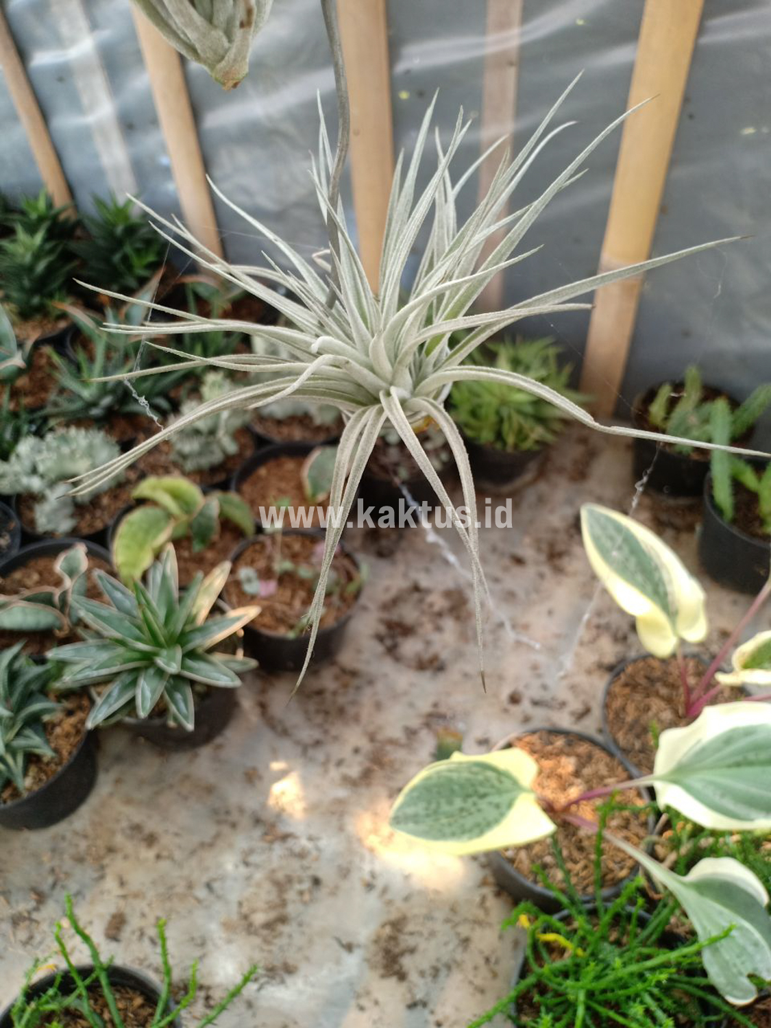 886. Tillandsia Ultriculata - Image 13