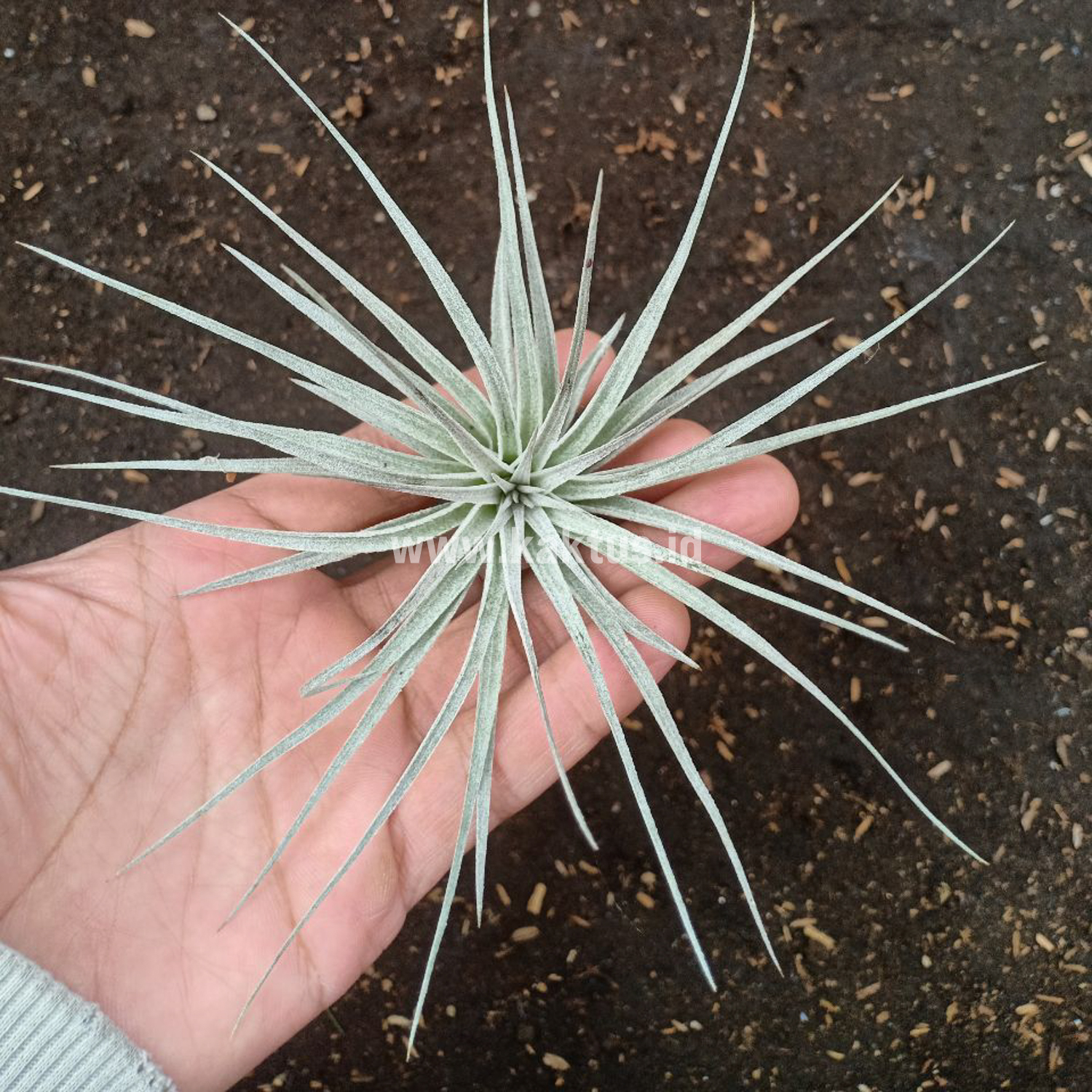 886. Tillandsia Ultriculata - Image 2