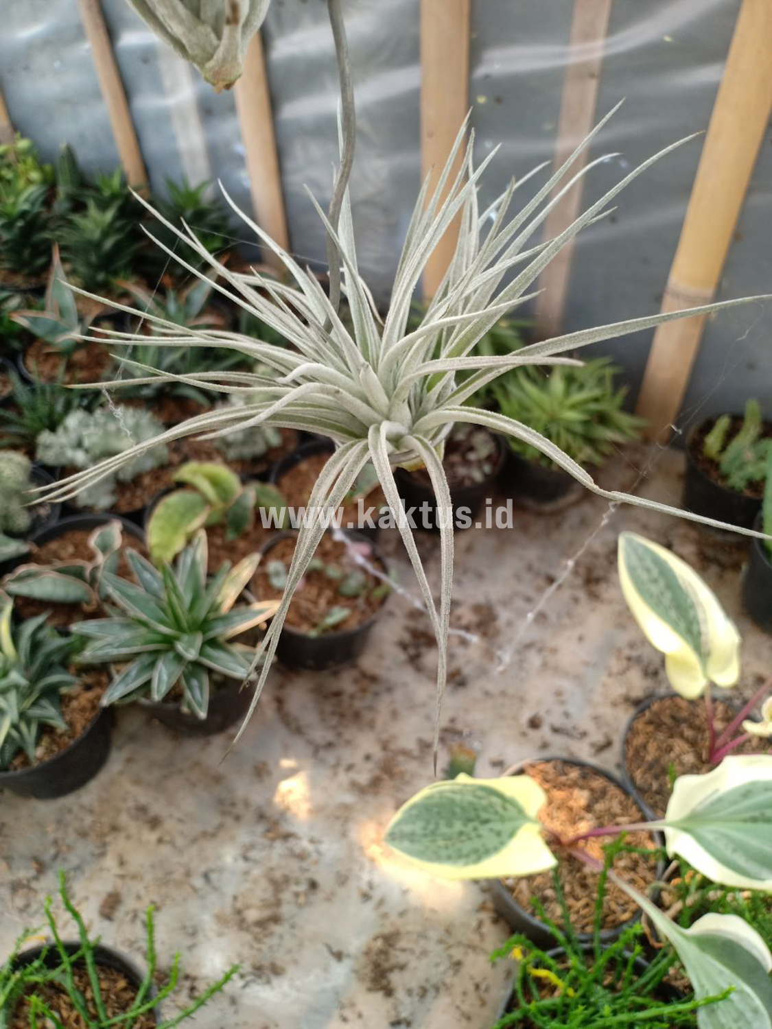 886. Tillandsia Ultriculata - Image 12