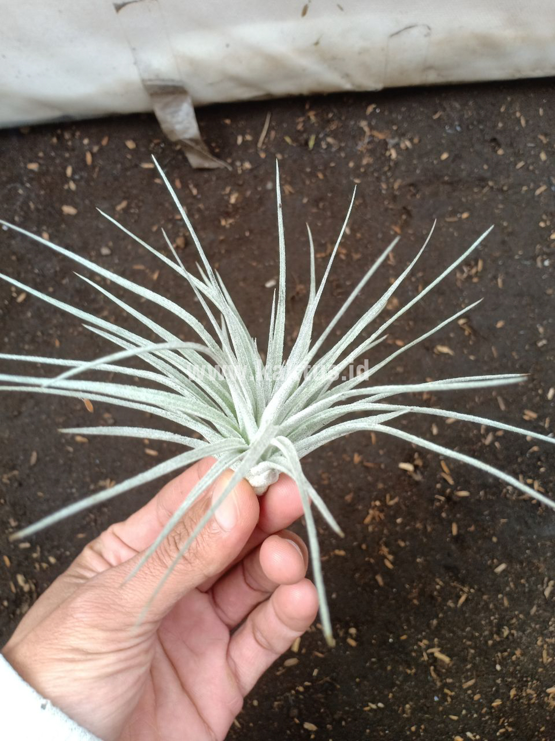 886. Tillandsia Ultriculata - Image 7