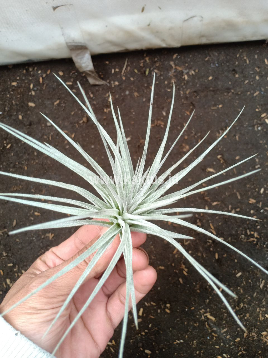 886. Tillandsia Ultriculata - Image 6