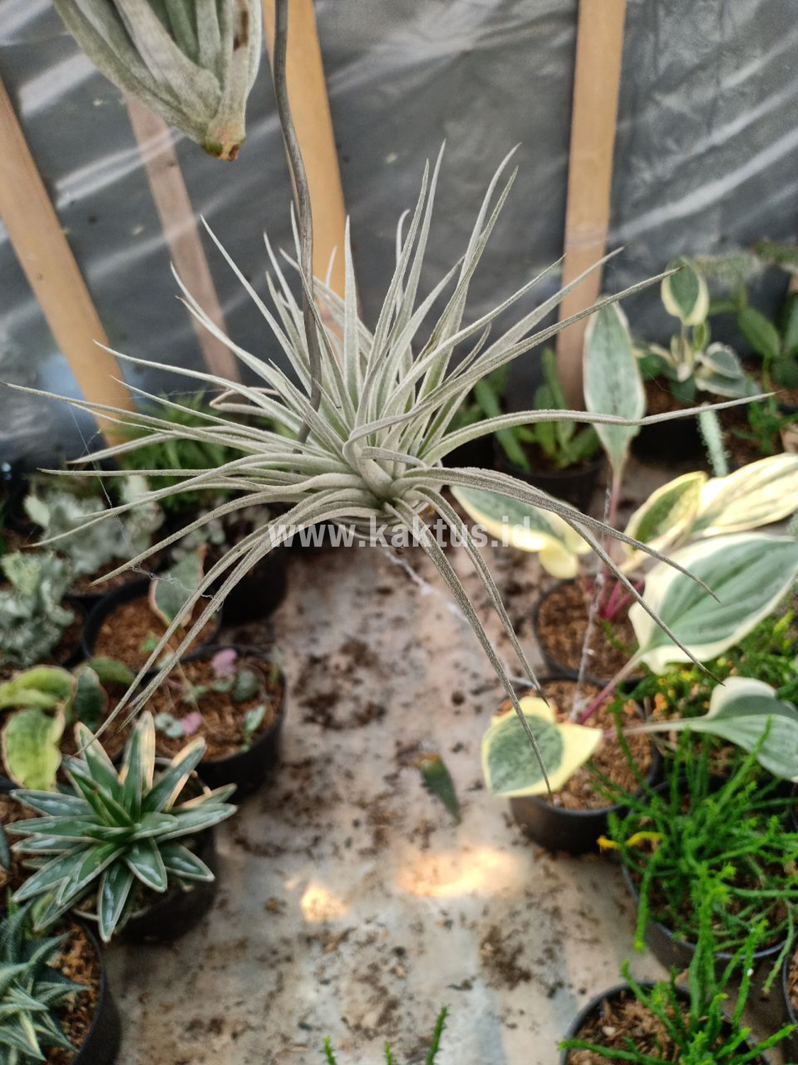 886. Tillandsia Ultriculata - Image 14