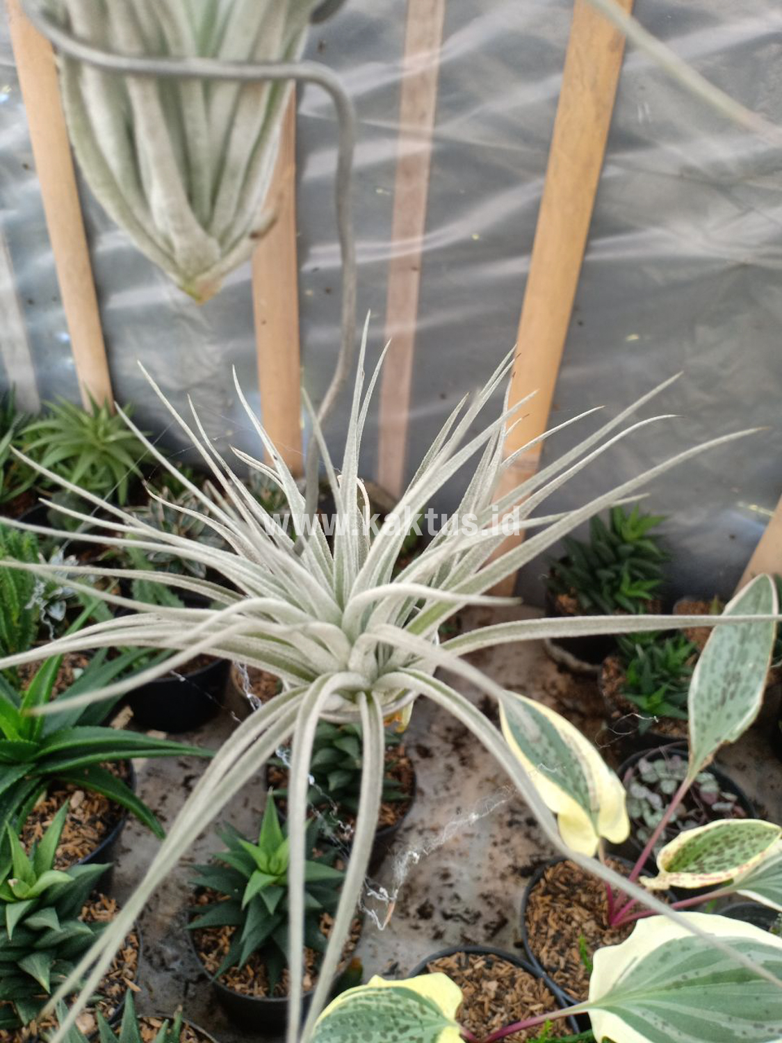 886. Tillandsia Ultriculata - Image 5