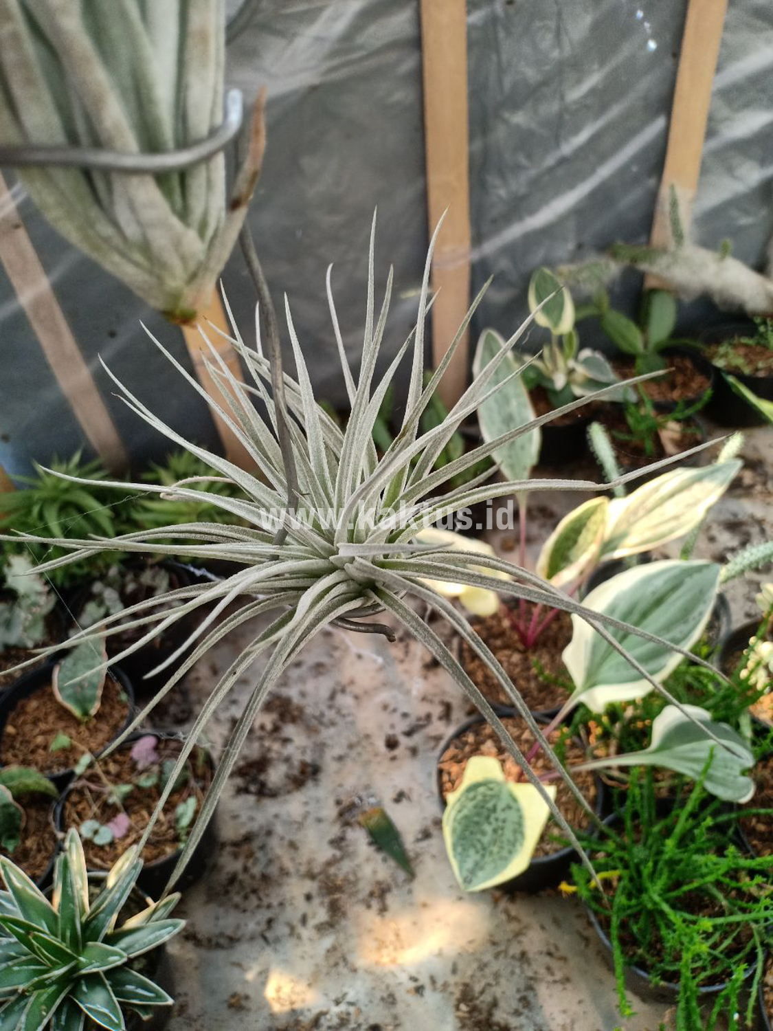 886. Tillandsia Ultriculata - Image 15