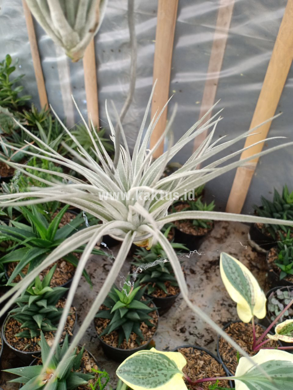 886. Tillandsia Ultriculata - Image 4