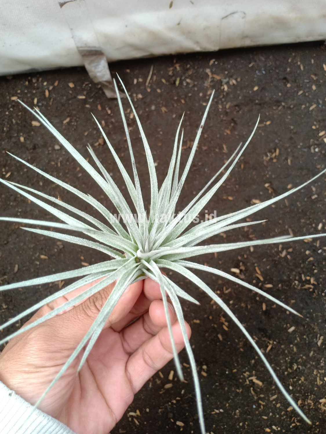886. Tillandsia Ultriculata - Image 3