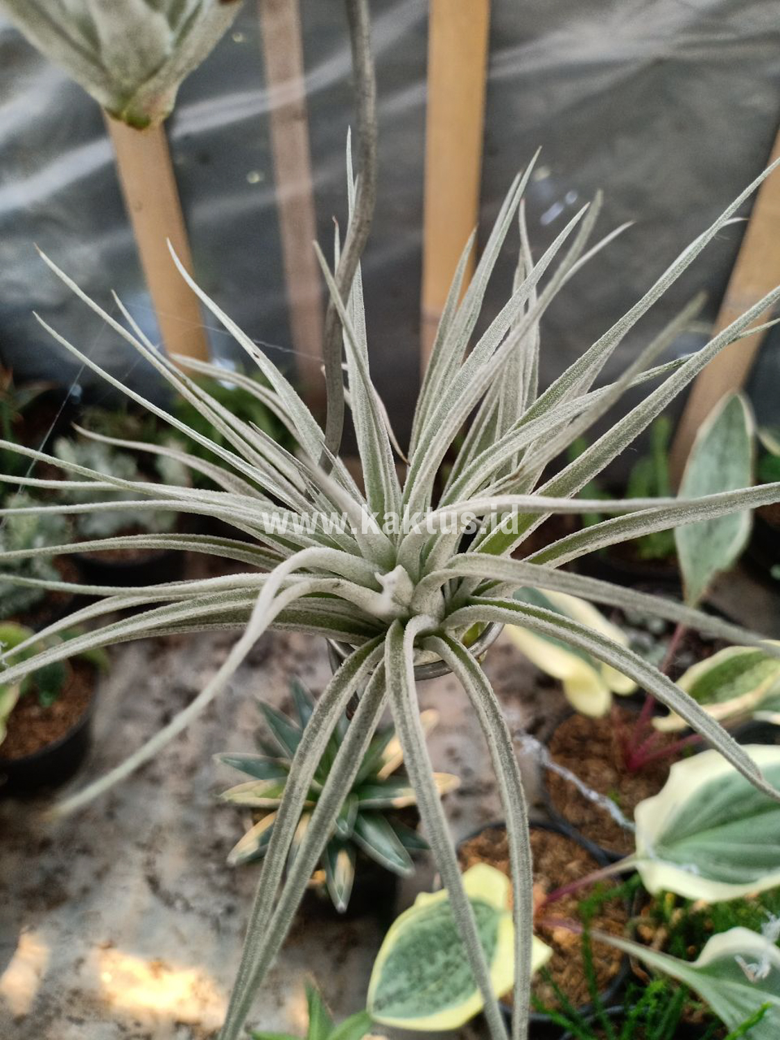 886. Tillandsia Ultriculata - Image 10