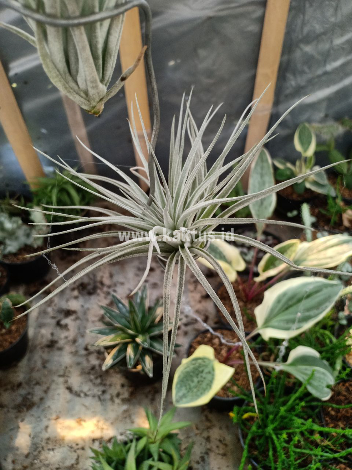 886. Tillandsia Ultriculata - Image 9