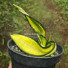 887. Sansevieria California Twister