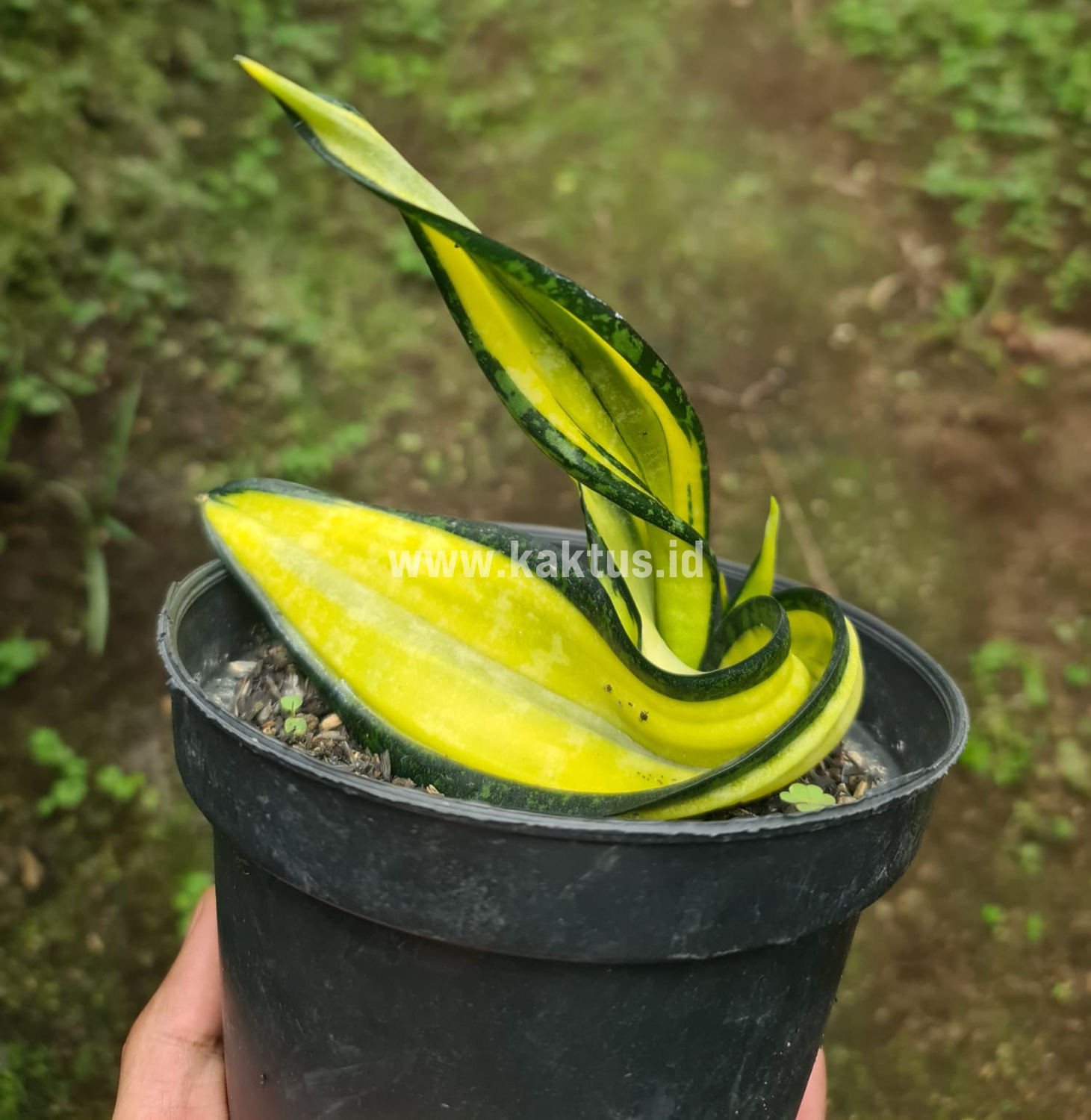 887. Sansevieria California Twister - Image 4