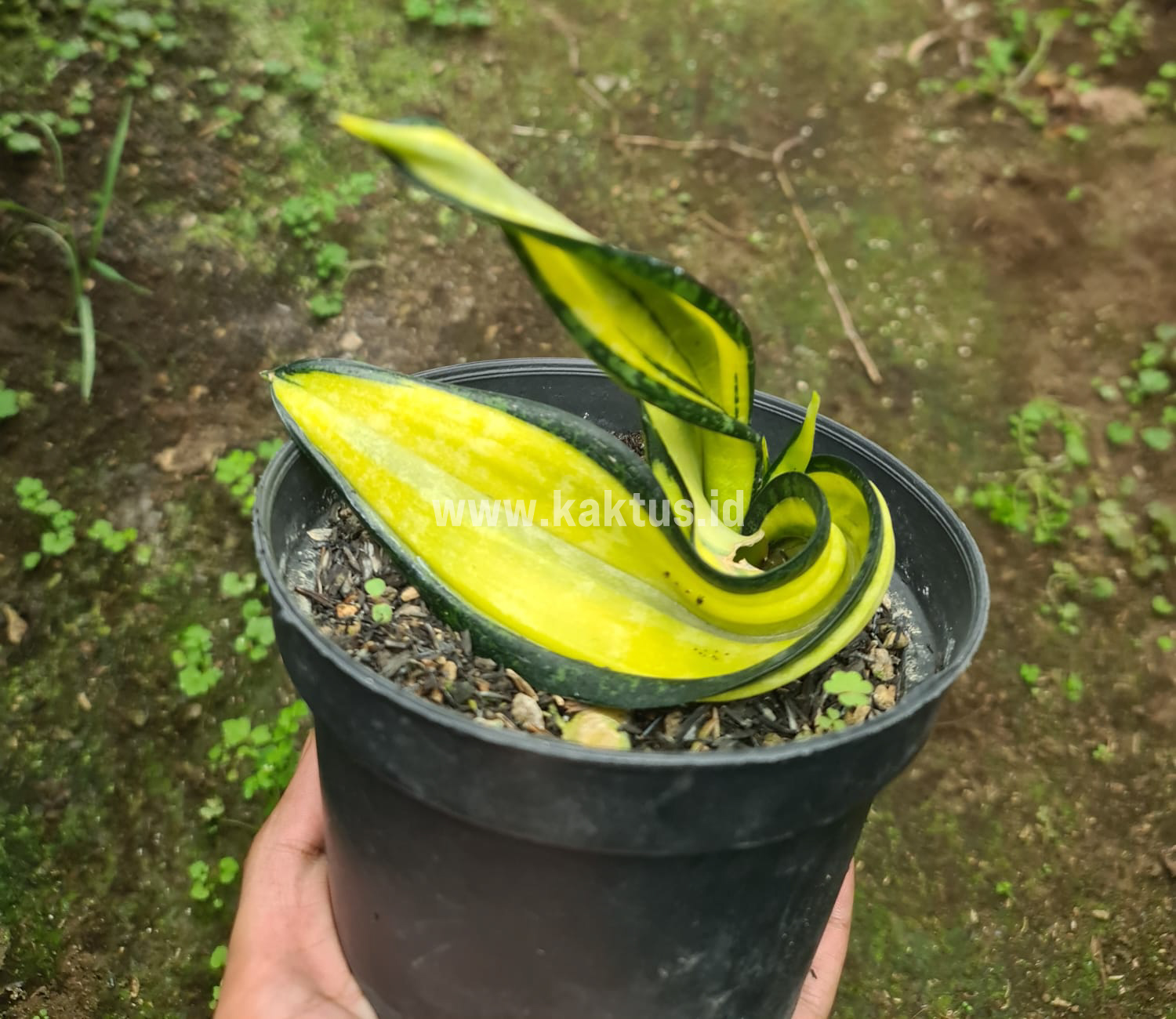 887. Sansevieria California Twister - Image 3