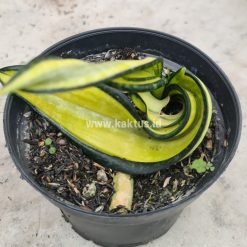 Alternative view of 887. Sansevieria California Twister
