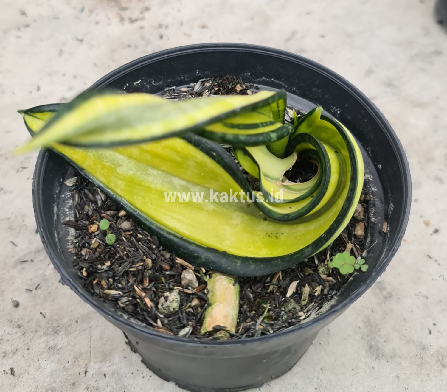 887. Sansevieria California Twister - Image 2