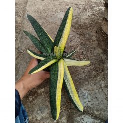 889. Gasteria Batesianana Brazilian Flag Size 30 Cm