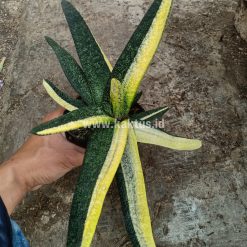 Alternative view of 889. Gasteria Batesianana Brazilian Flag Size 30 Cm