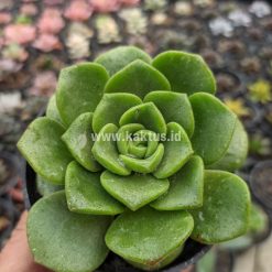Alternative view of 890. Aeonium Lily Pad