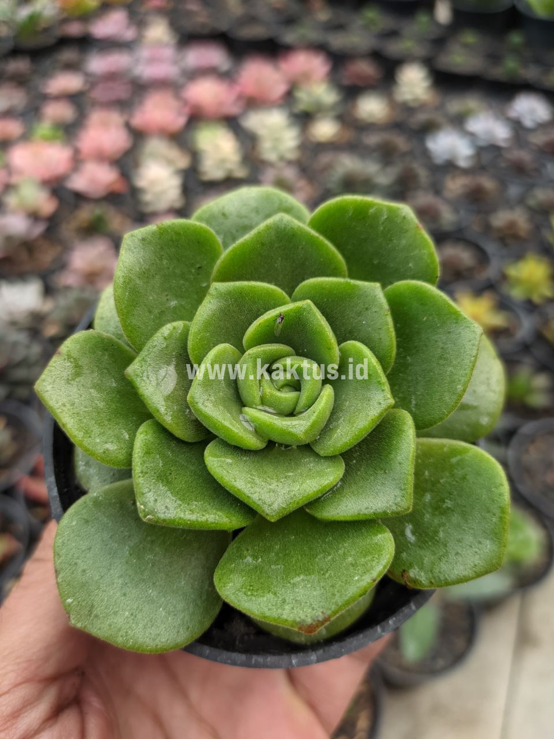 890. Aeonium Lily Pad - Image 2
