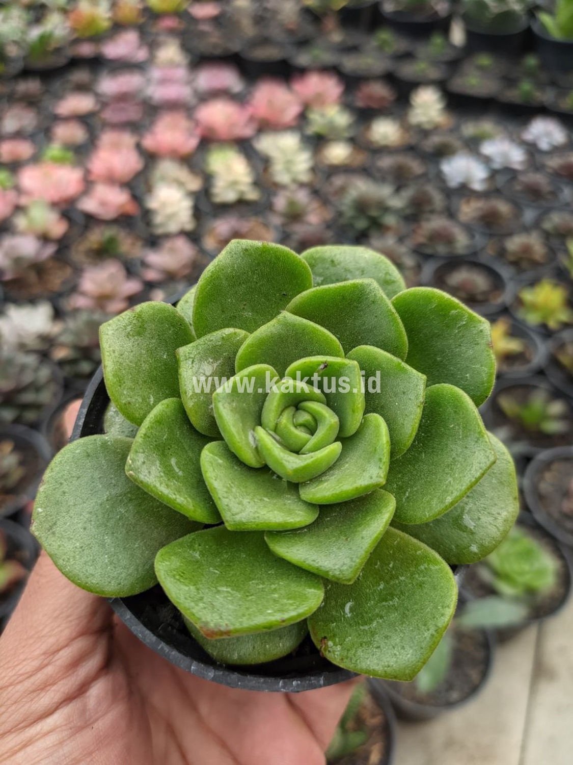 890. Aeonium Lily Pad - Image 3