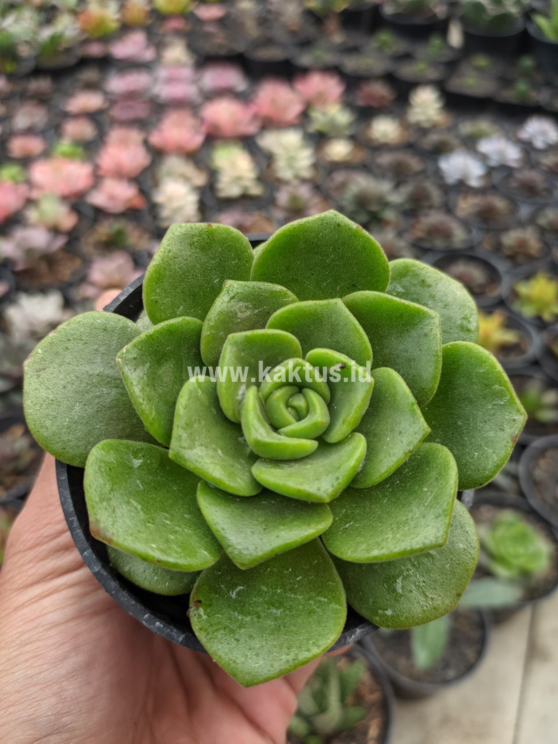 890. Aeonium Lily Pad - Image 4