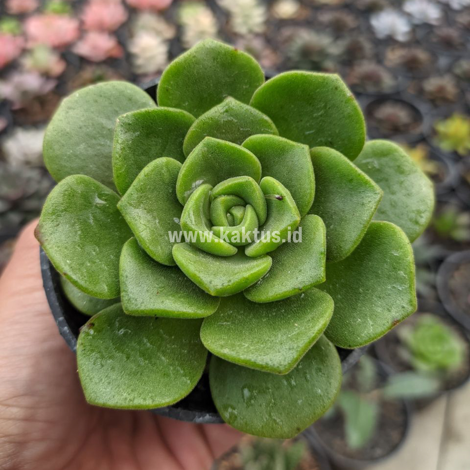 890. Aeonium Lily Pad - Image 7