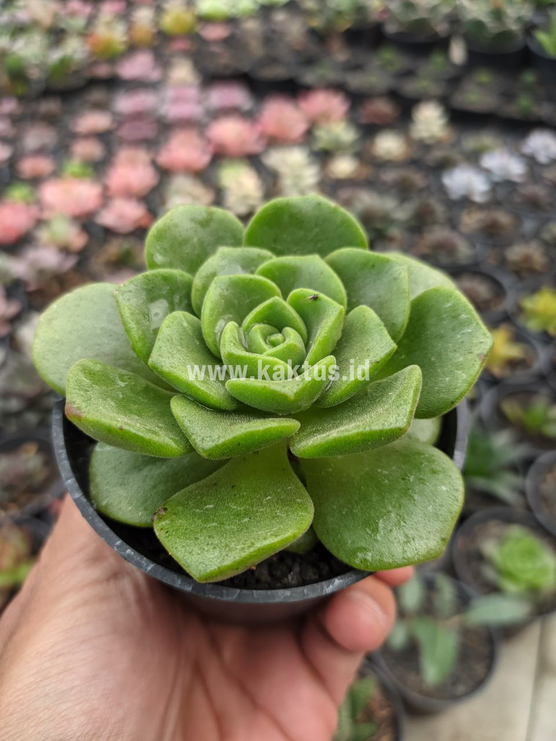 890. Aeonium Lily Pad - Image 6