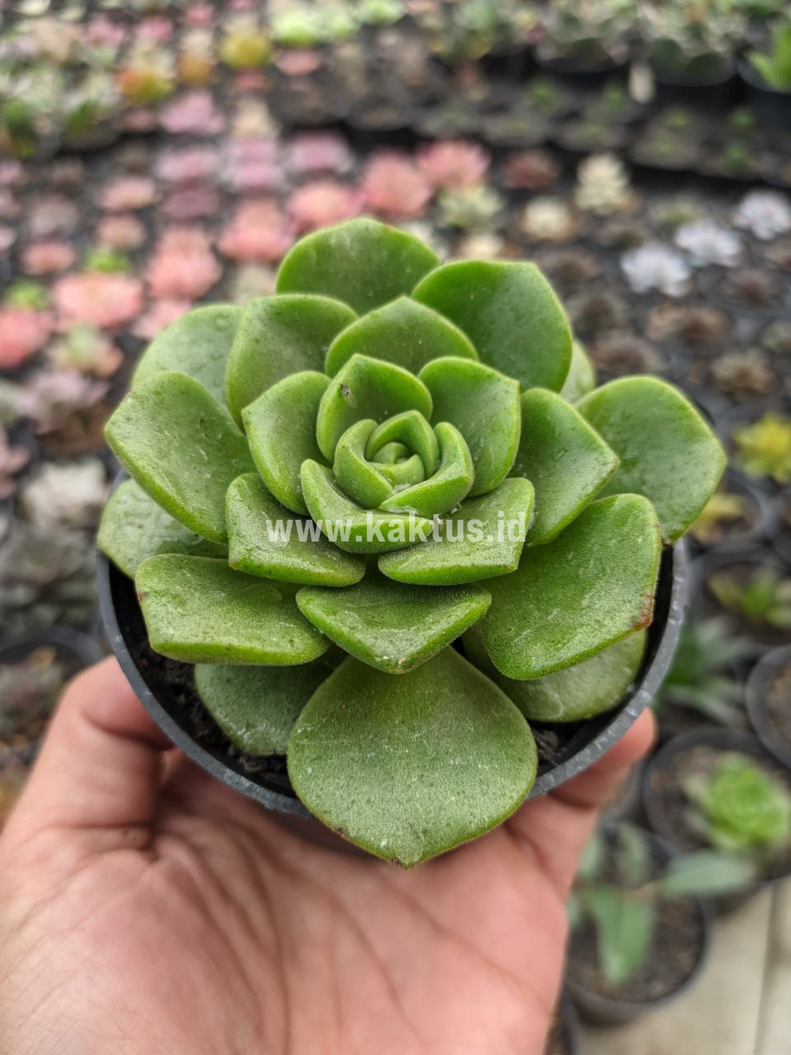 890. Aeonium Lily Pad - Image 5