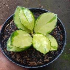 Alternative view of 891. Hoya Australis Lisa