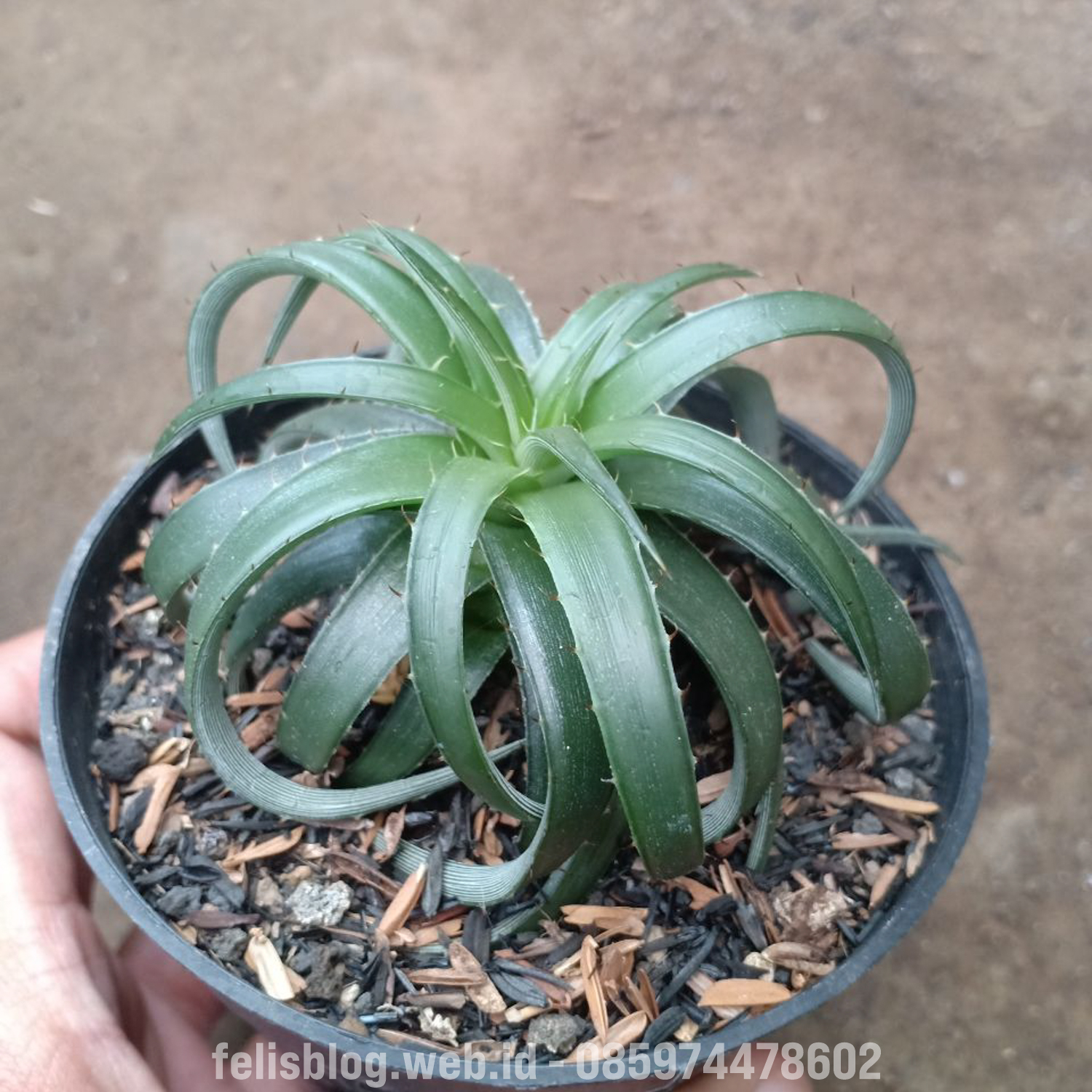 892. Dyckia Remotiflora - Image 7