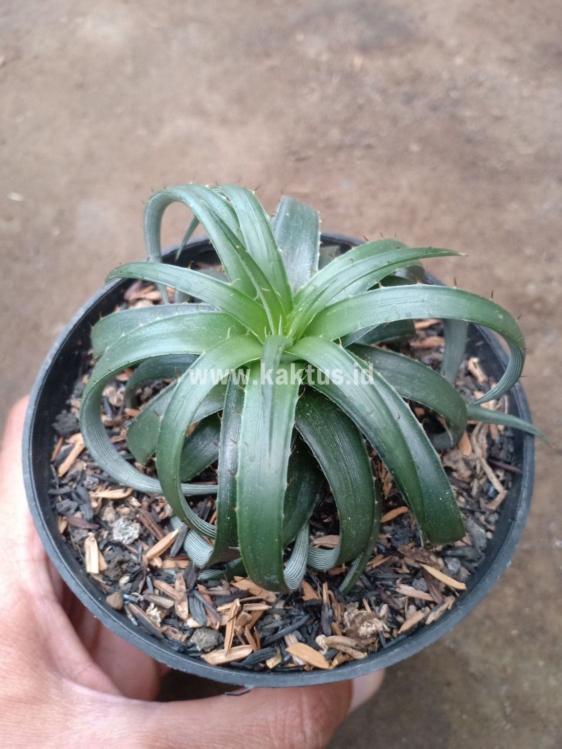 892. Dyckia Remotiflora - Image 11