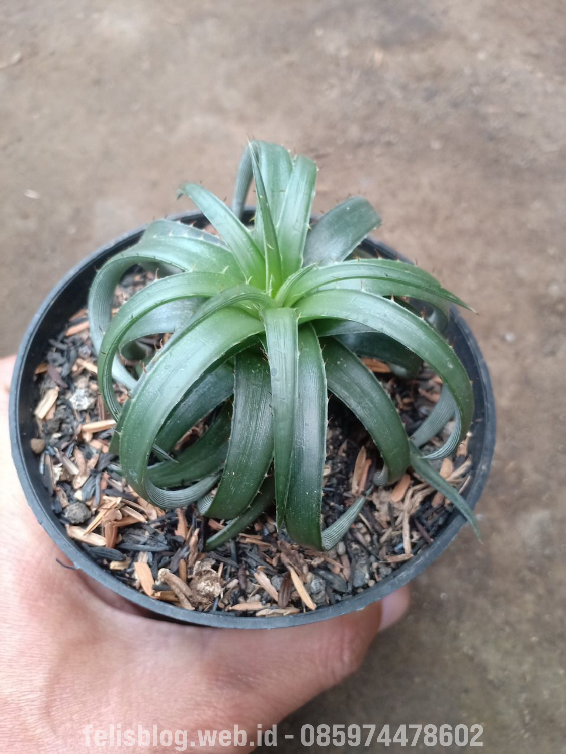892. Dyckia Remotiflora - Image 8