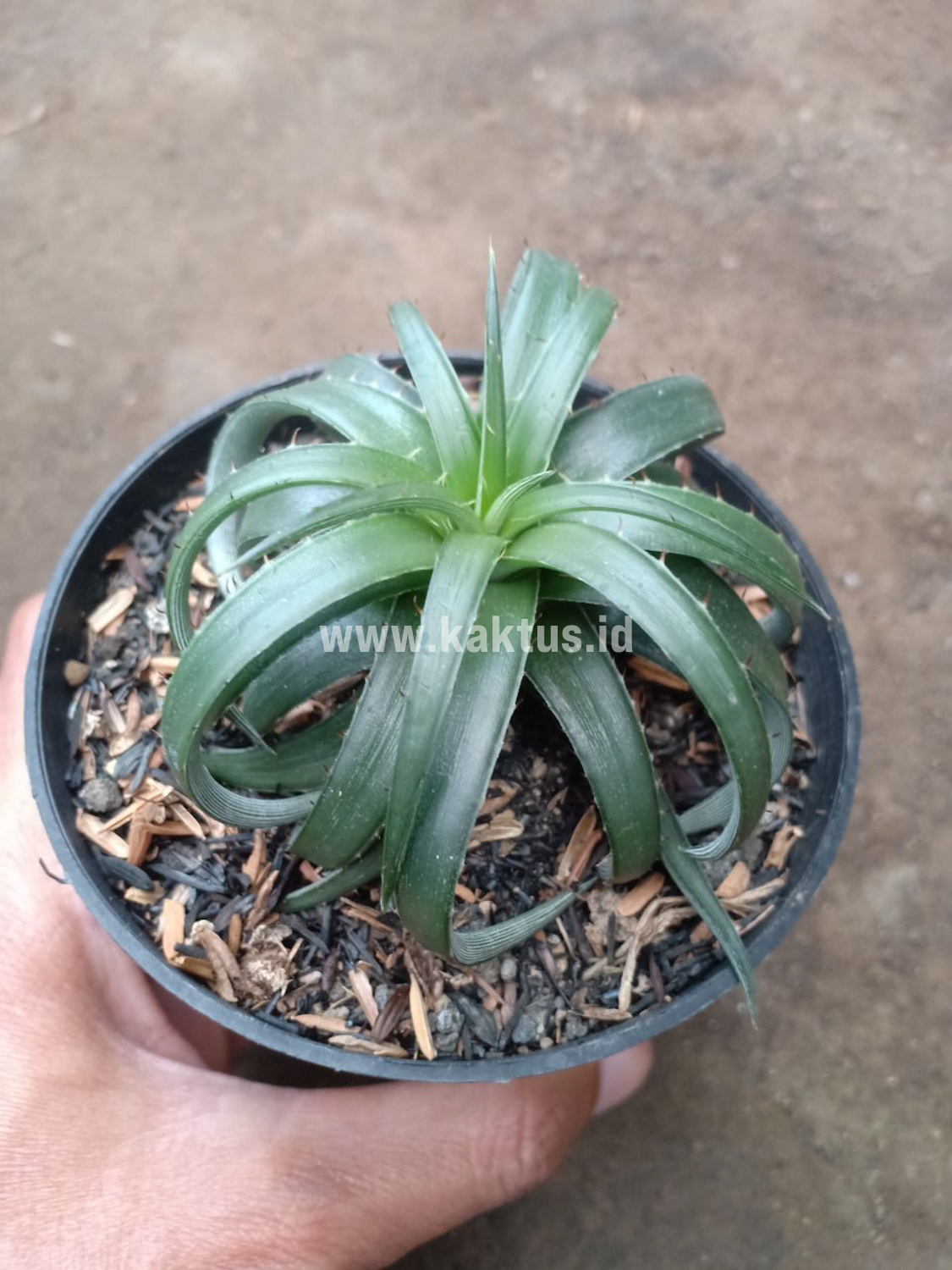 892. Dyckia Remotiflora - Image 2