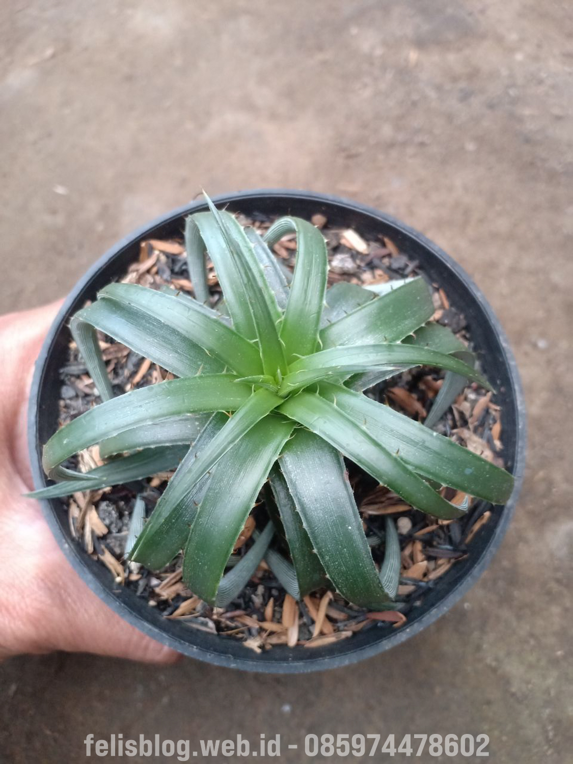 892. Dyckia Remotiflora - Image 9