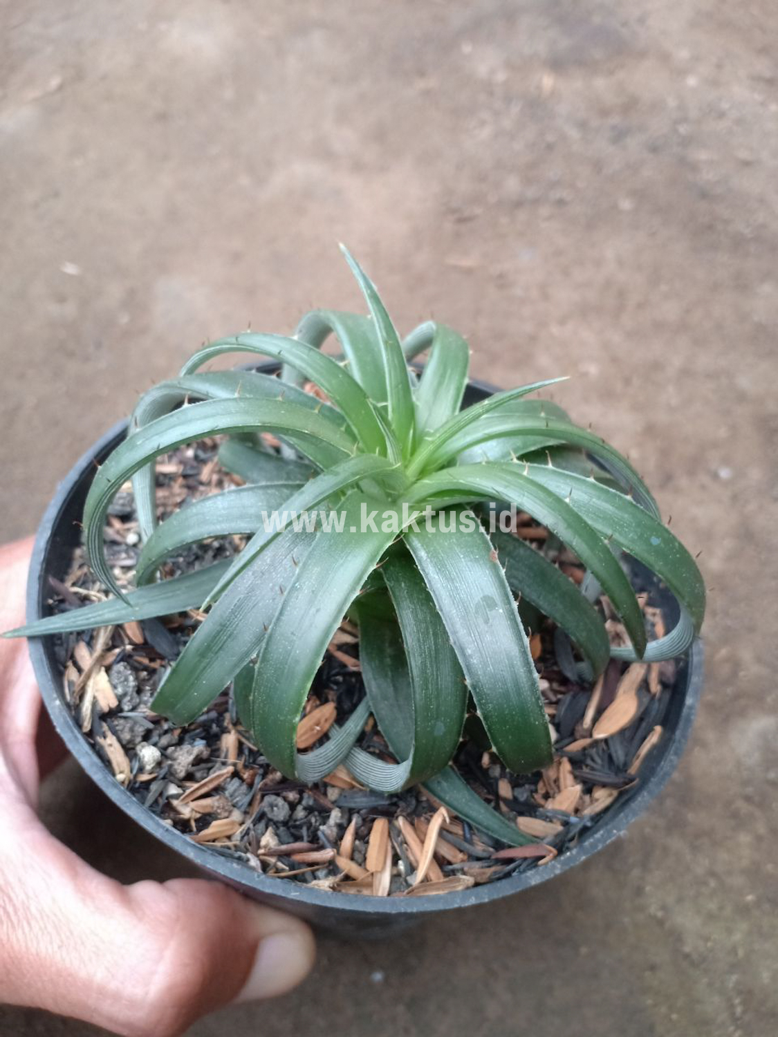 892. Dyckia Remotiflora - Image 4