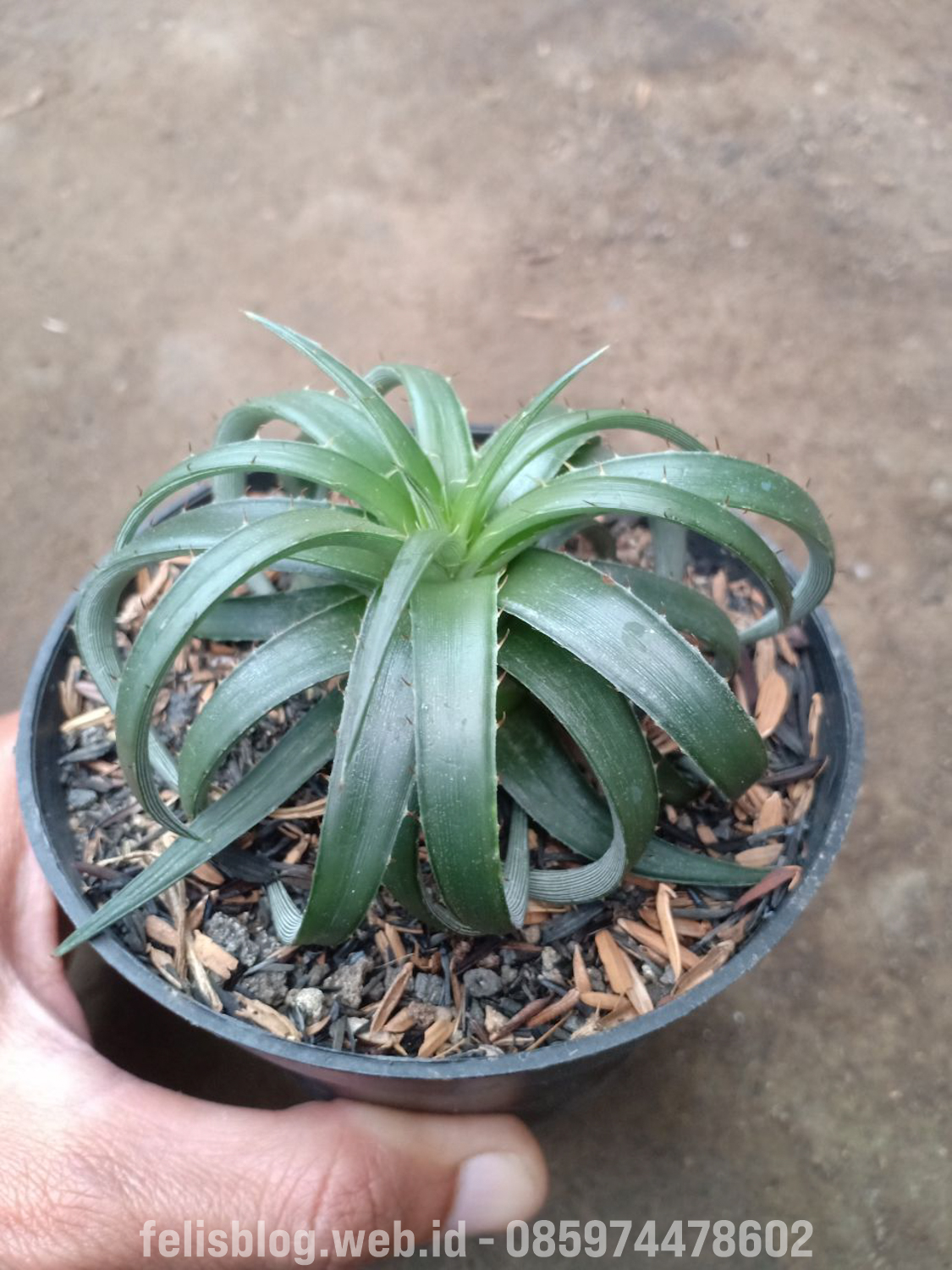 892. Dyckia Remotiflora - Image 10