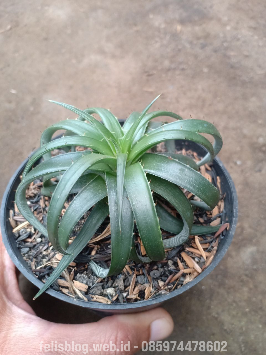 892. Dyckia Remotiflora - Image 3