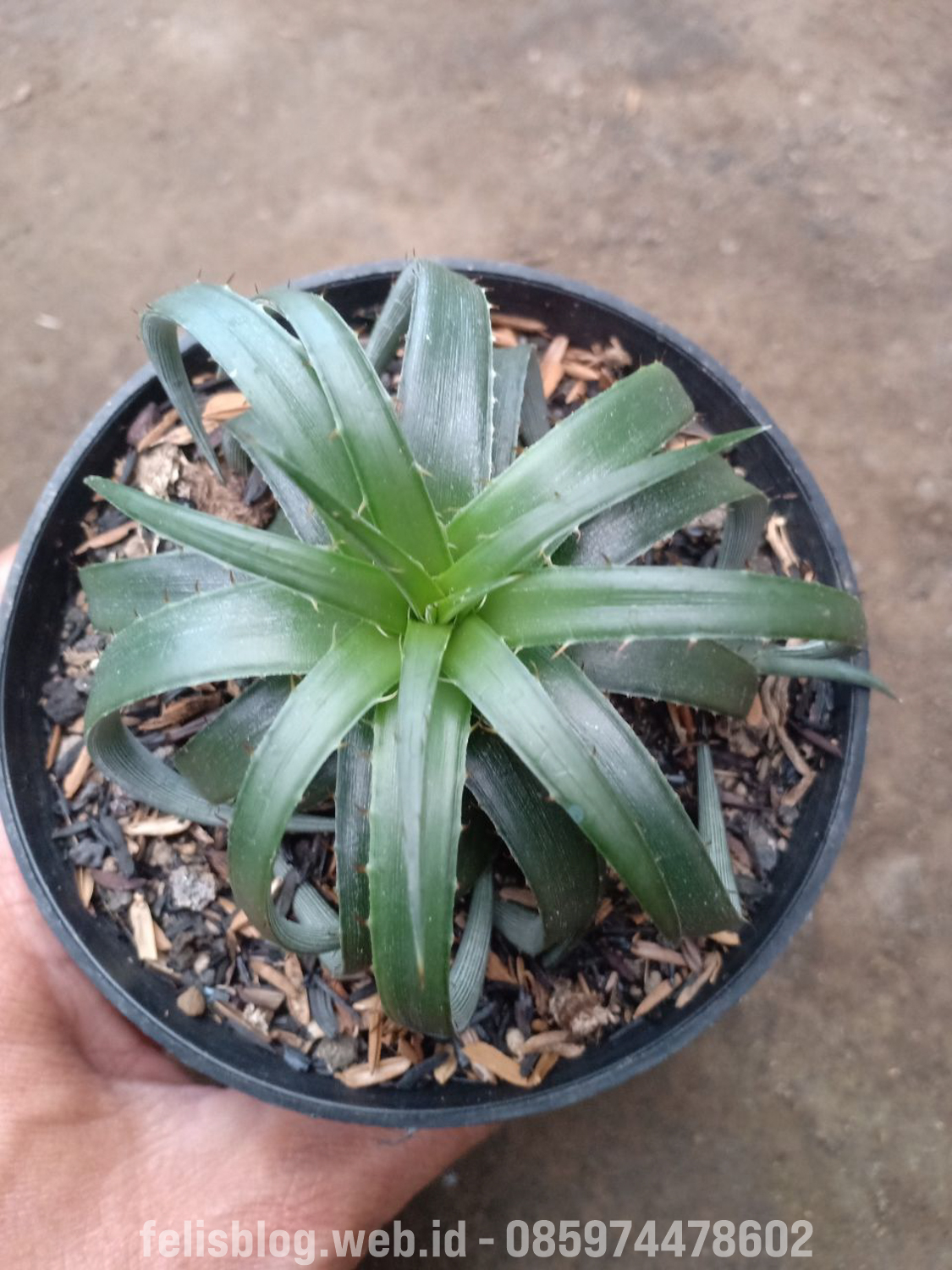 892. Dyckia Remotiflora - Image 6