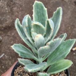 Alternative view of 893. Kalanchoe Tomentosa Dinklagei