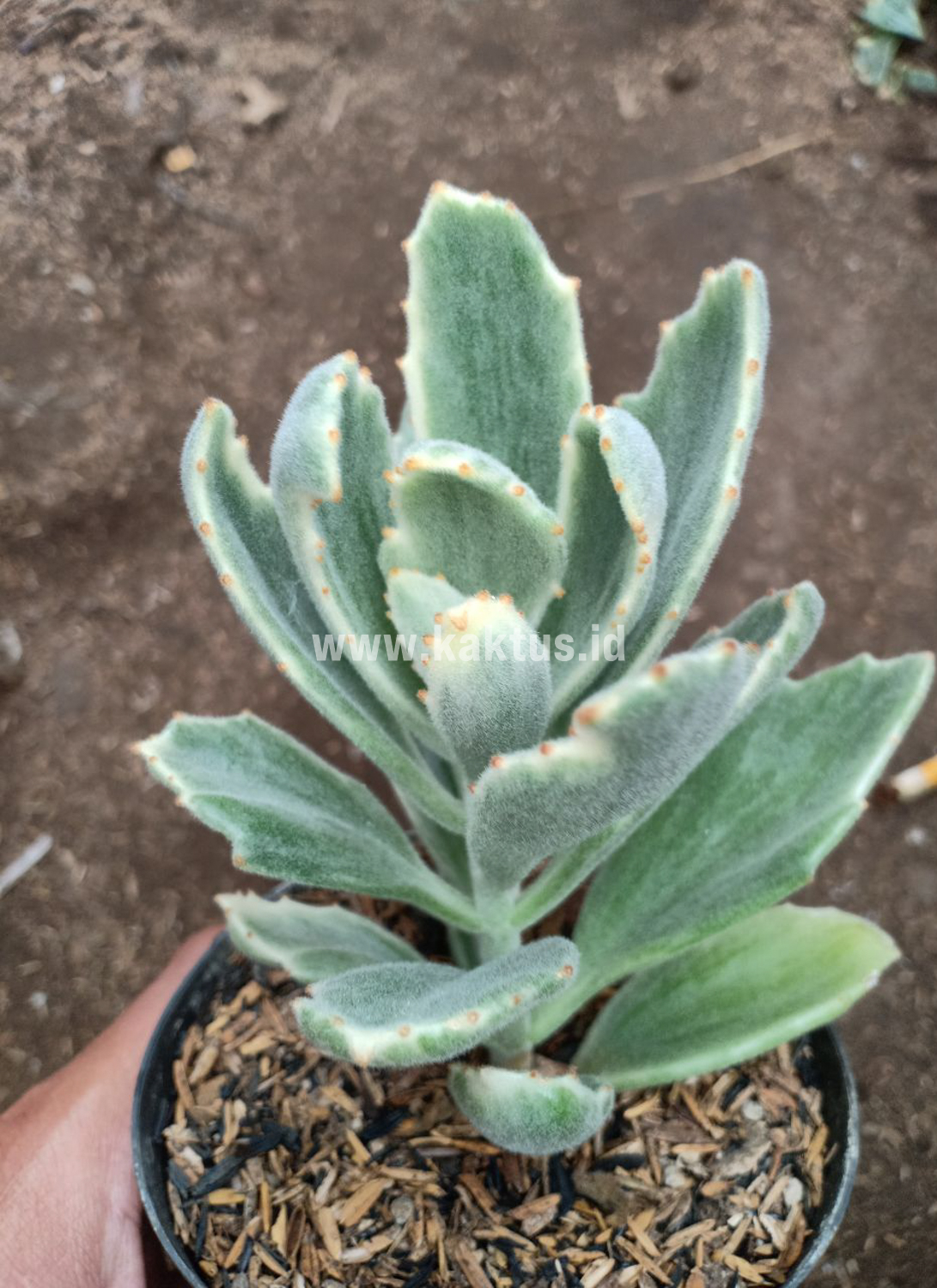 893. Kalanchoe Tomentosa Dinklagei - Image 2