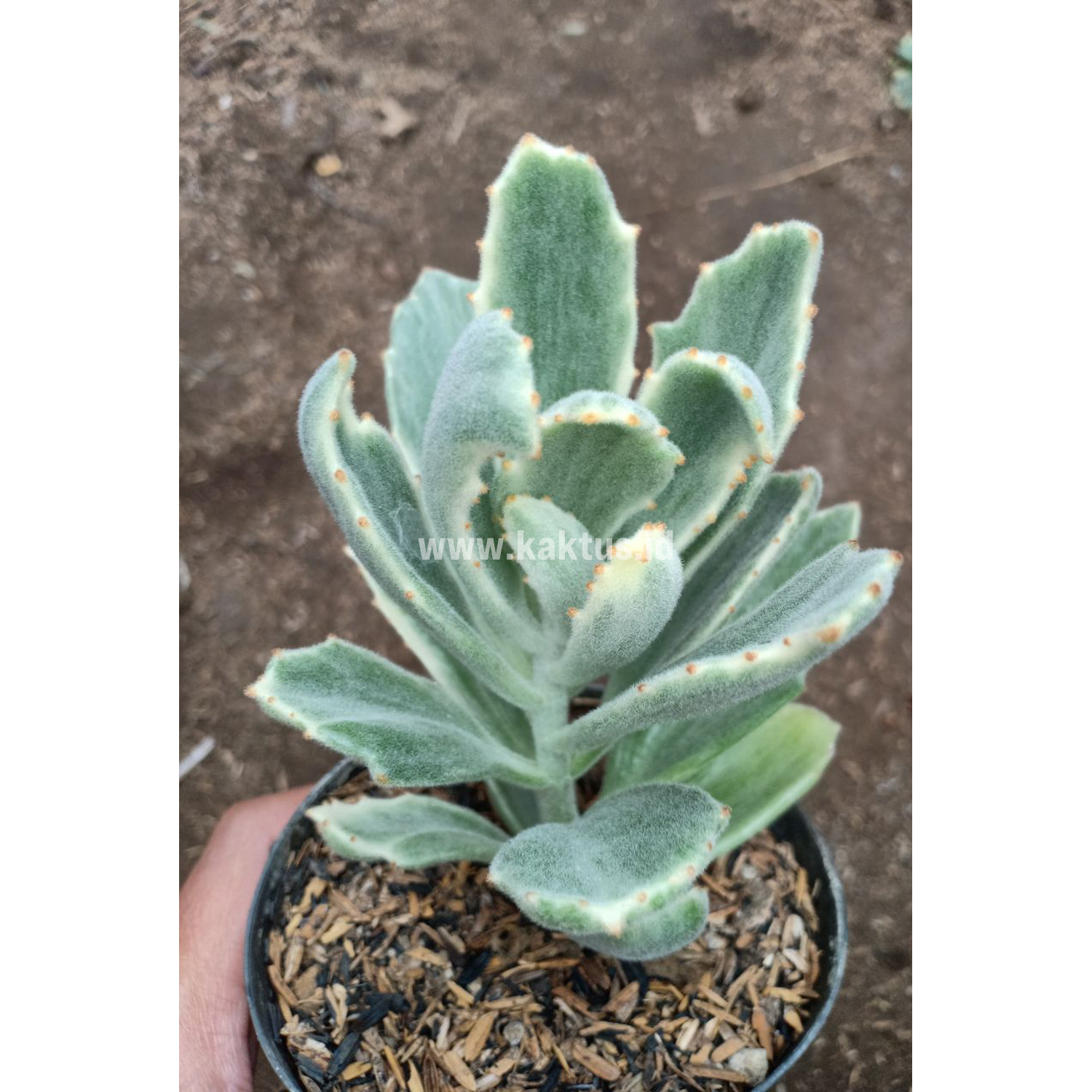 893. Kalanchoe Tomentosa Dinklagei - Image 6