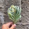 893. Kalanchoe Tomentosa Dinklagei