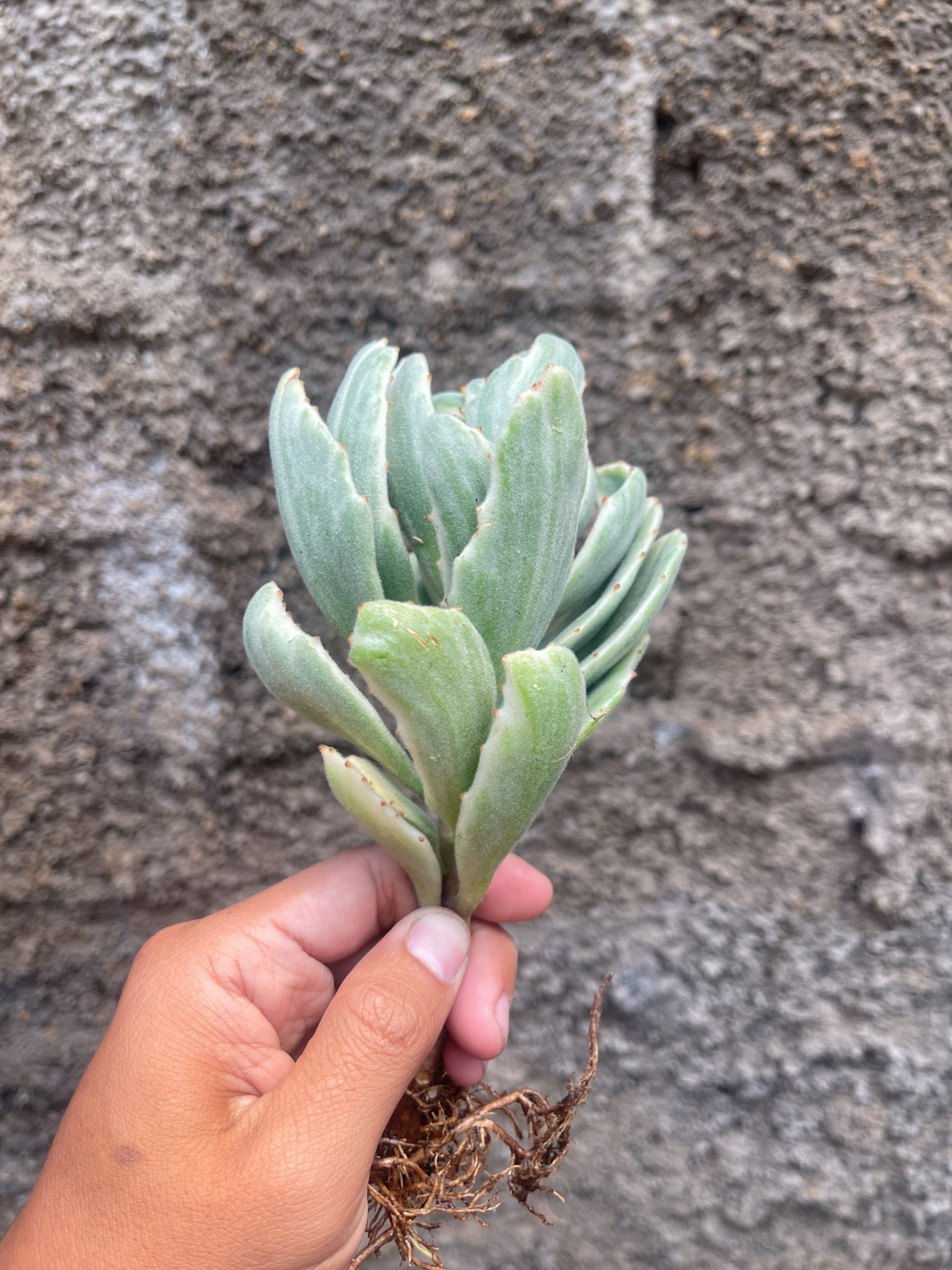 893. Kalanchoe Tomentosa Dinklagei - Image 5