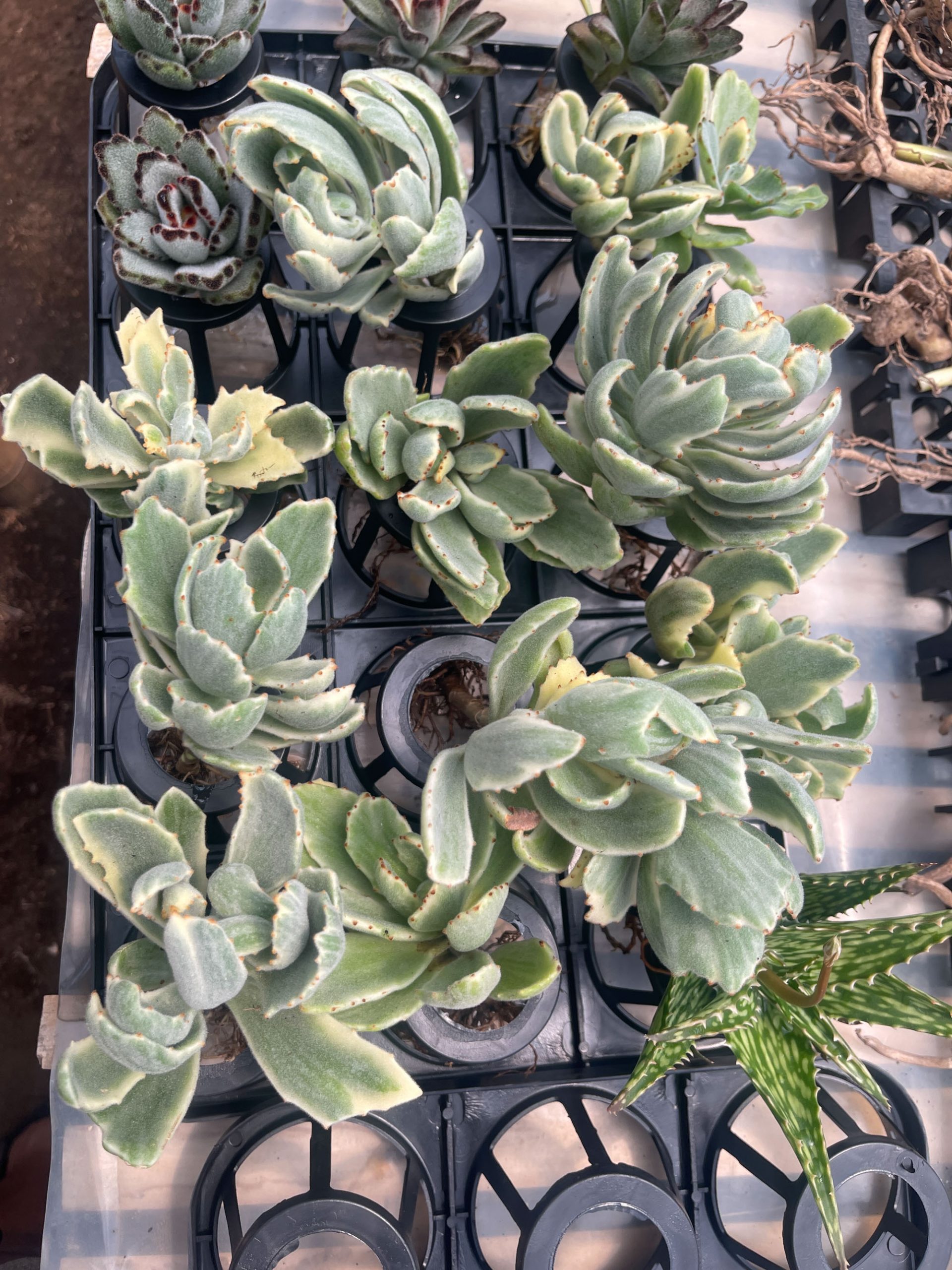 893. Kalanchoe Tomentosa Dinklagei - Image 3