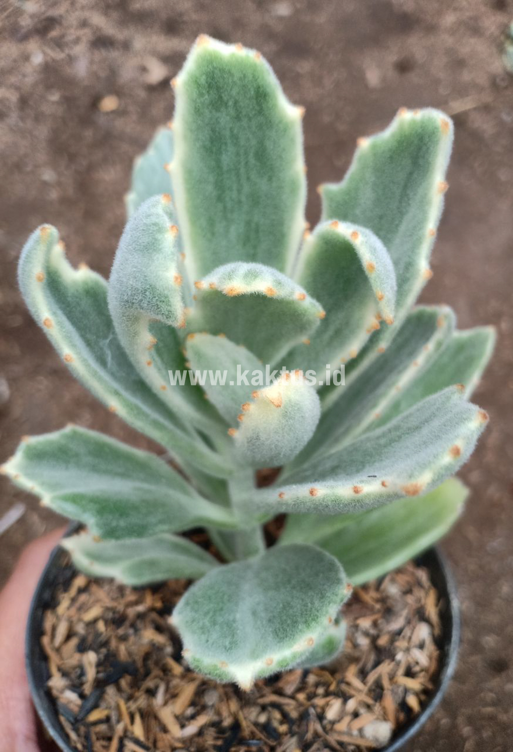 893. Kalanchoe Tomentosa Dinklagei - Image 4