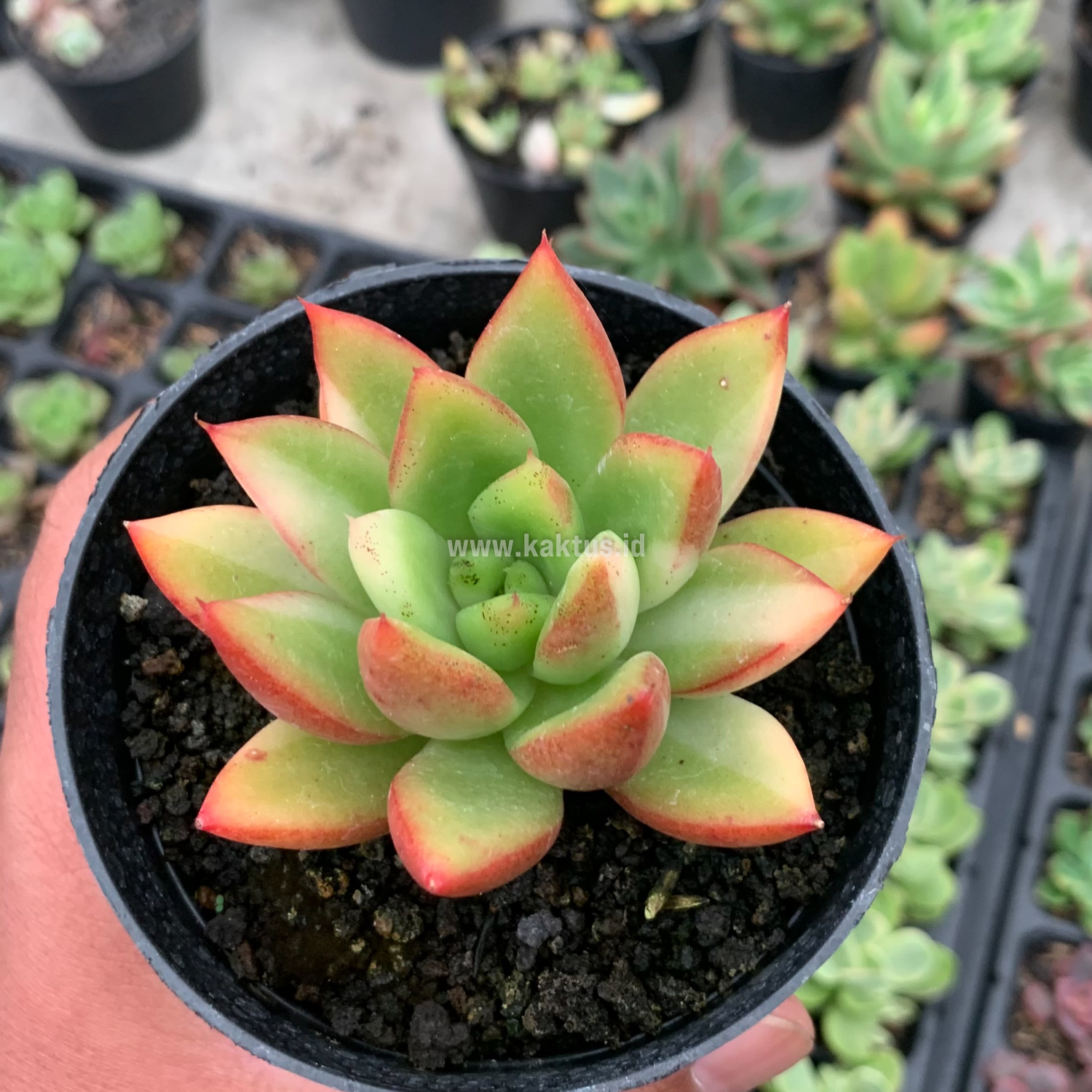 894. Echeveria Agavoides Ron Evans Small Variegated Size 8 Cm - Image 8