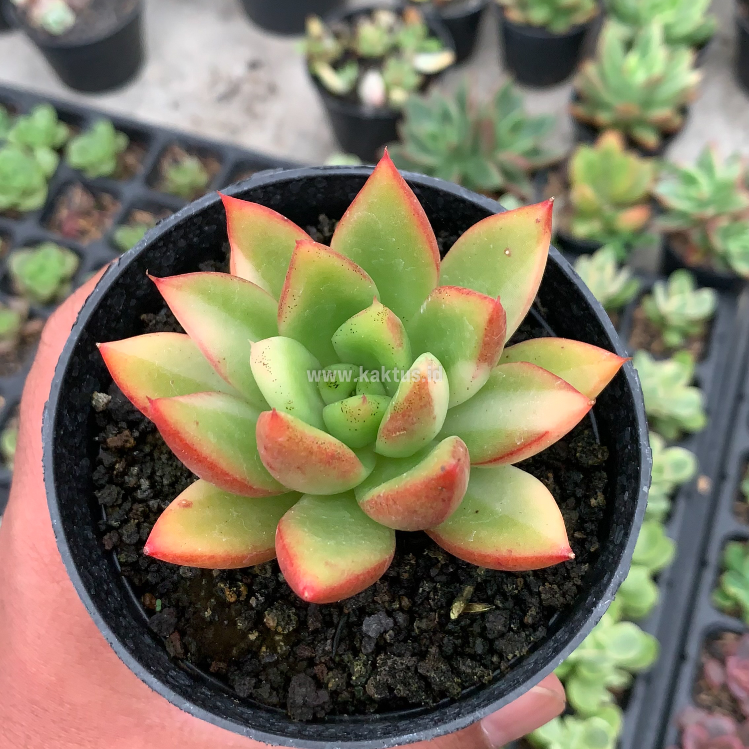 894. Echeveria Agavoides Ron Evans Small Variegated Size 8 Cm - Image 7