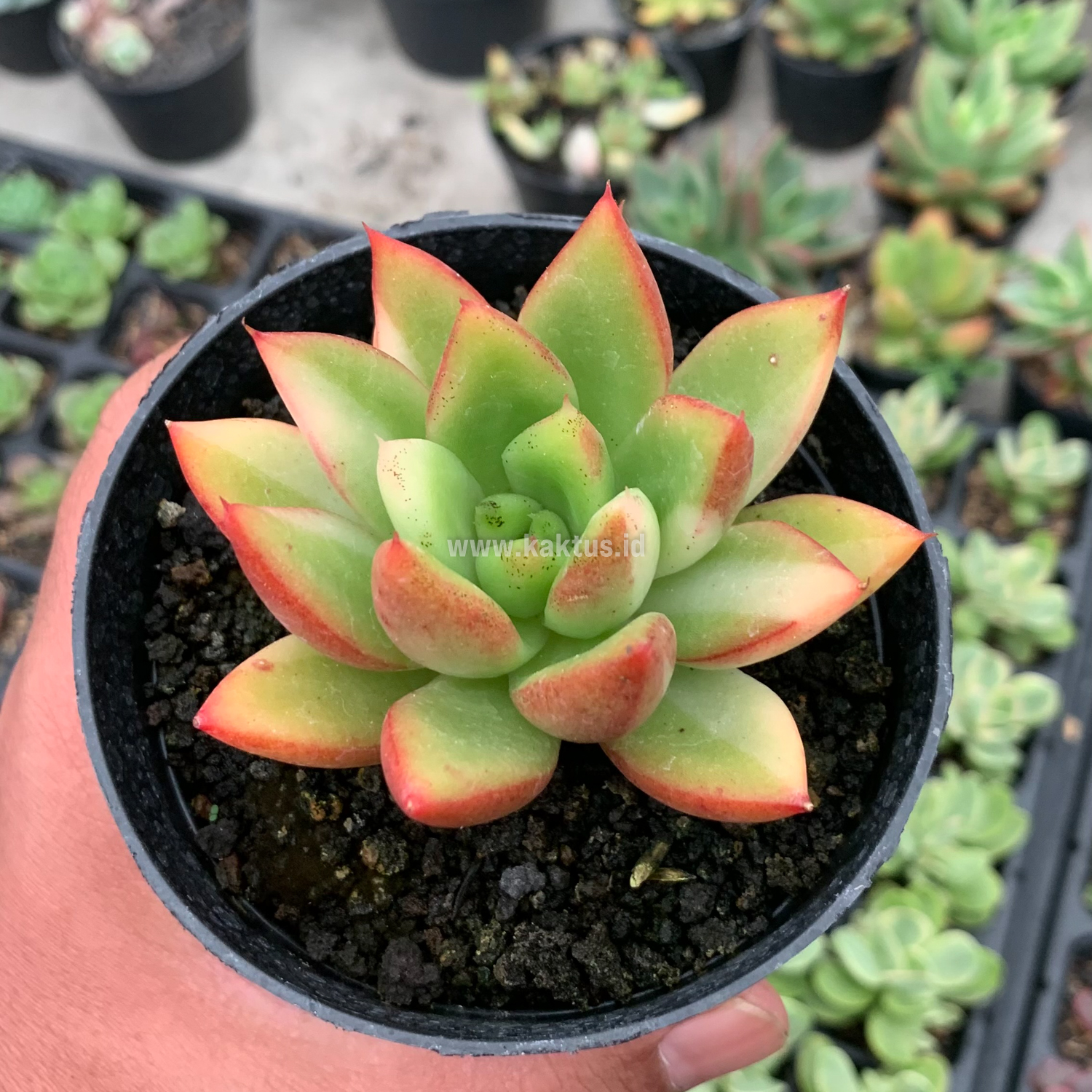 894. Echeveria Agavoides Ron Evans Small Variegated Size 8 Cm - Image 6