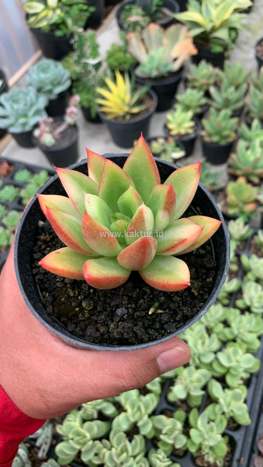 894. Echeveria Agavoides Ron Evans Small Variegated Size 8 Cm - Image 5