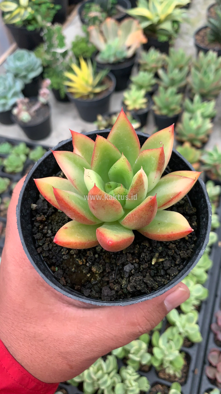 894. Echeveria Agavoides Ron Evans Small Variegated Size 8 Cm - Image 4