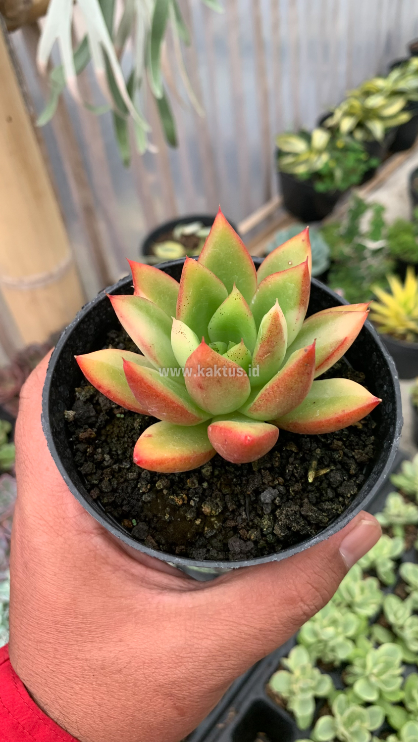 894. Echeveria Agavoides Ron Evans Small Variegated Size 8 Cm - Image 3